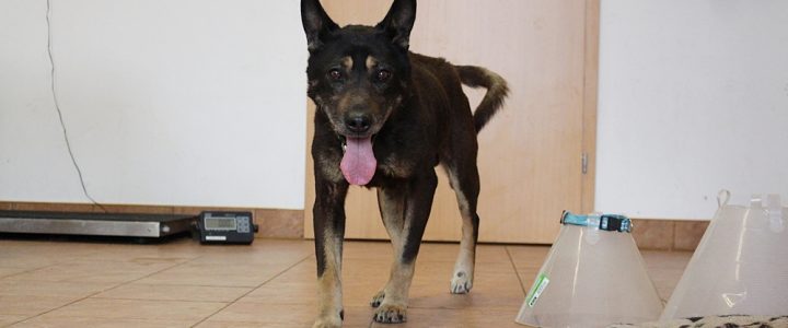 Znaleziono psa- Wojciechów Kolonia Piąta, gmina Wojciechów
