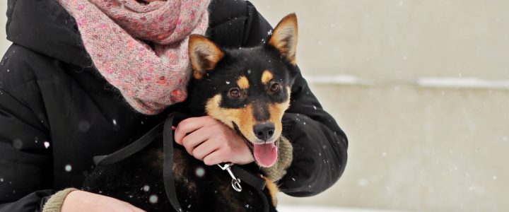 Znaleziono suczkę (Kari)- adoptowana