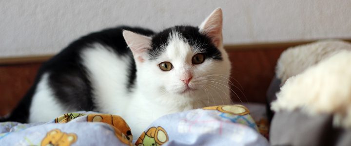 Mayumi- kotka do adopcji