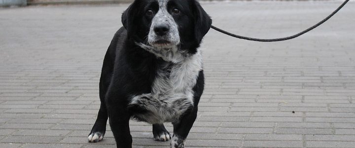 Znaleziono psa (Grimm)- odebrany przez właściciela