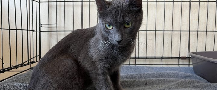 Znaleziono kotkę (Sheba)- adoptowana