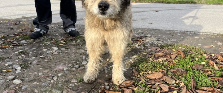 Znaleziono psa- Przybysławice