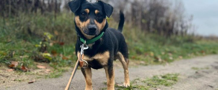 Znaleziono psa (Stasio)- odebrany przez właściciela