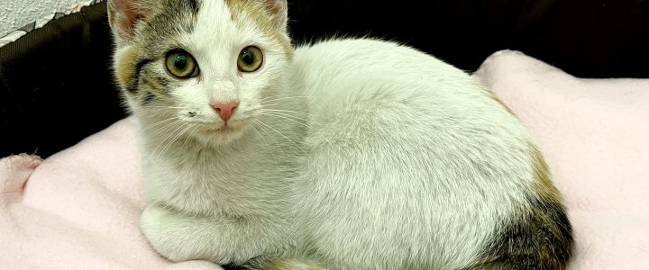 Znaleziono kotkę (Sheena)- adoptowana