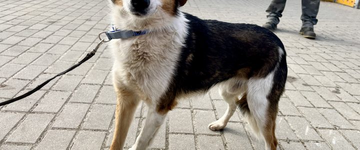 Znaleziono psa (Salvador)- adoptowany