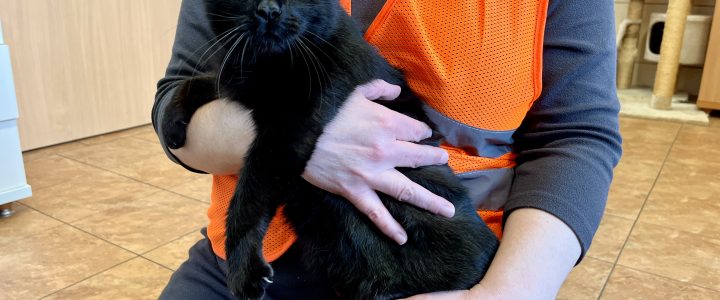 Znaleziono kotkę (Bonita)- adoptowana