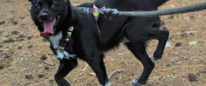 Syriusz- pies do adopcji