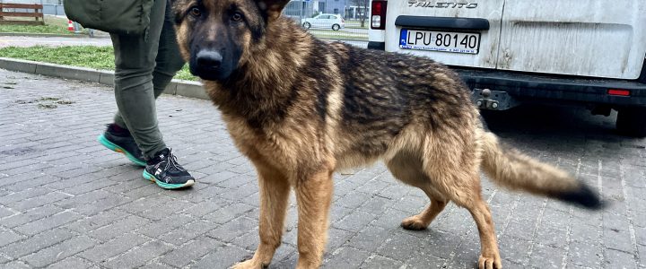 Znaleziono psa- Niebrzegów