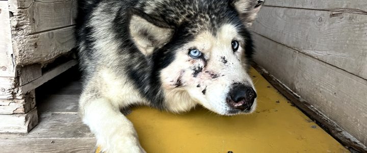Znaleziono psa (Fiord/Dżeki)- odebrany przez właściciela