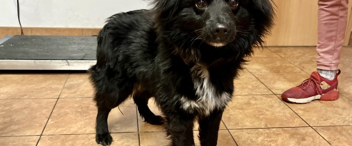 Znaleziono psa (Luis)- adoptowany