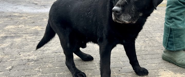 Znaleziono psa- Puławy