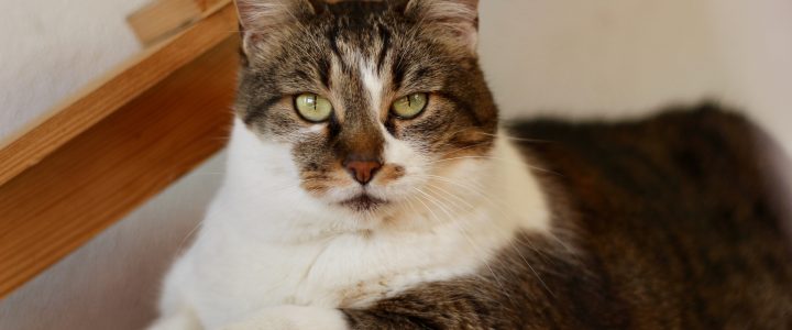 Pusia- kotka do adopcji
