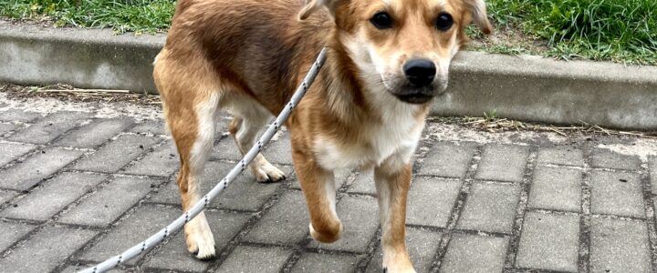 Znaleziono psa (Szogun)- adoptowany